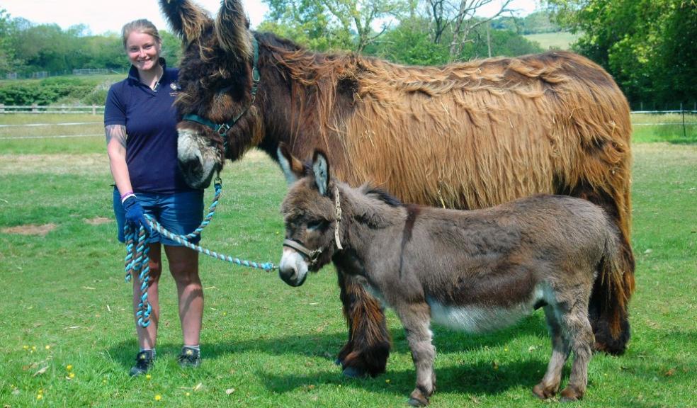 All donkeys great and small find their sanctuary in Devon The Devon Daily